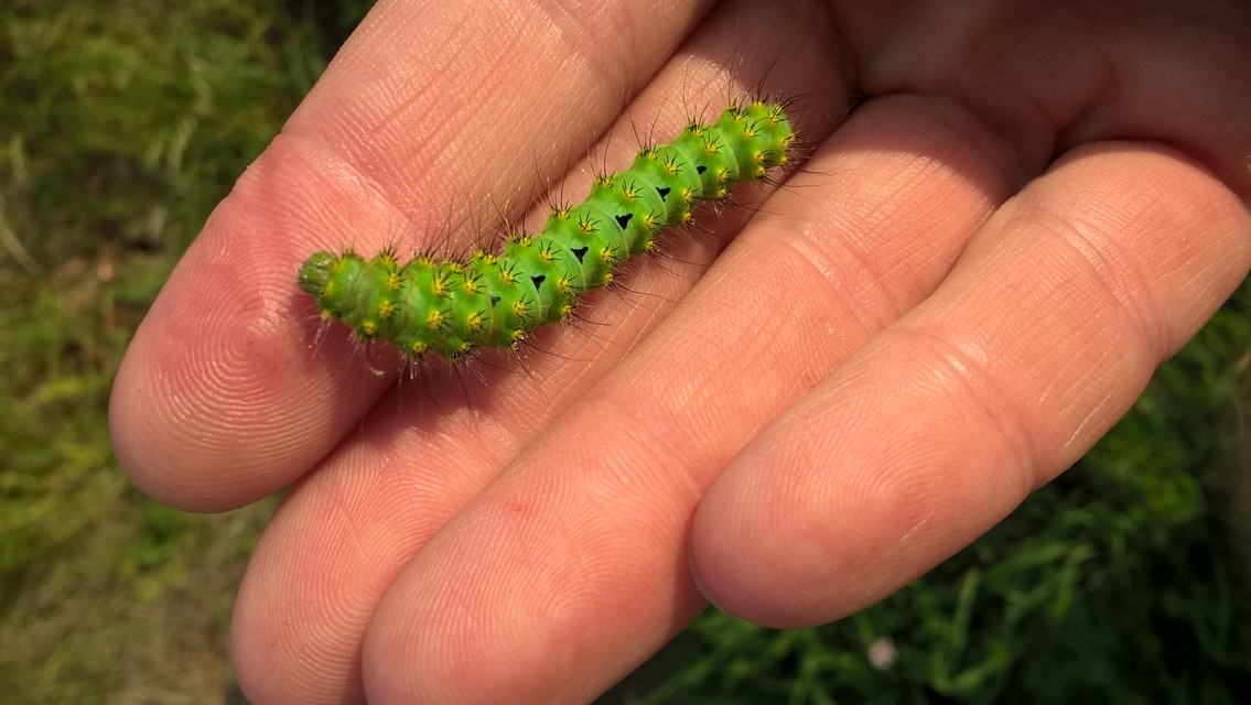 Saturnia pavoniella/pavonia
