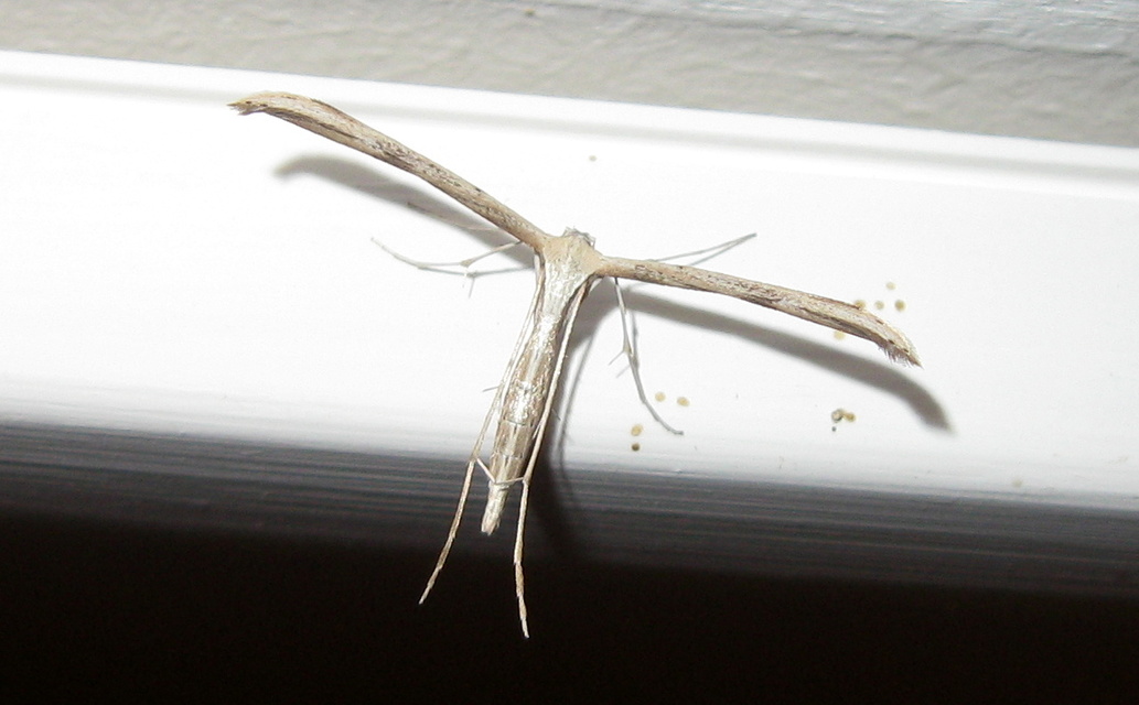 Pterophoridae - tollasmolyfélék
