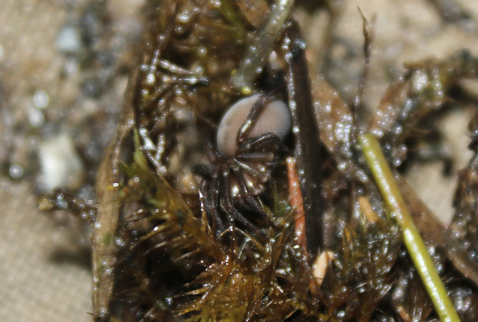 Argyroneta aquatica - búvárpók