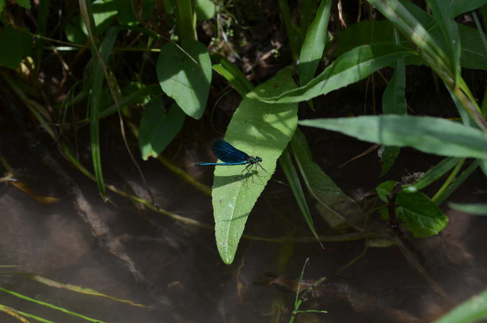 Calopteryx virgo - kisasszony-szitakötő