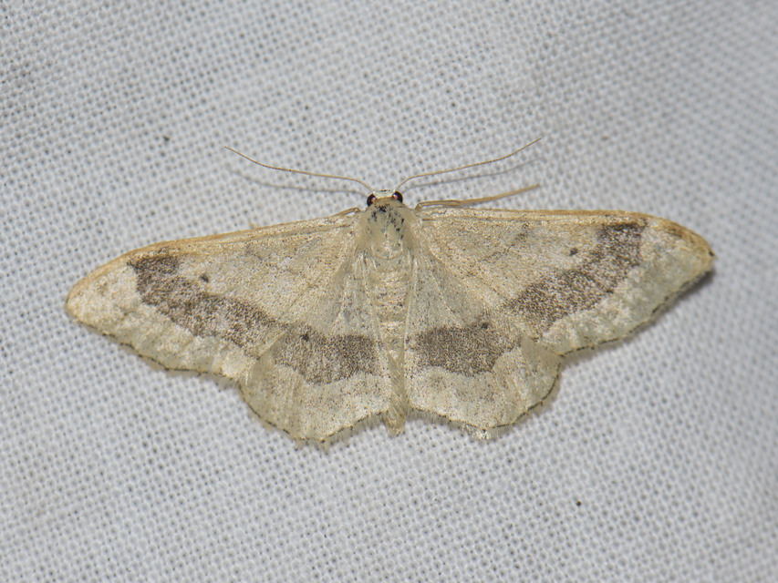 Idaea aversata - nagy sávosaraszoló