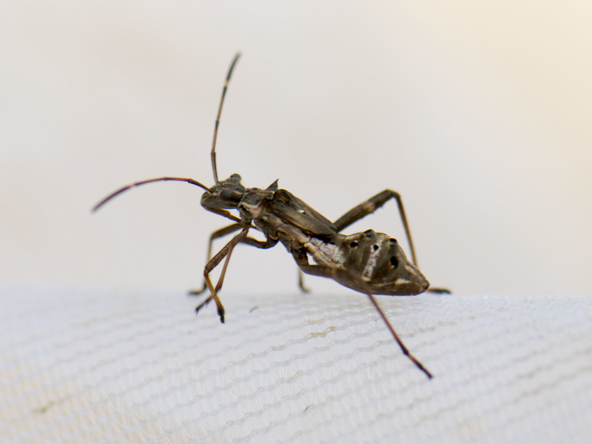 Camptopus lateralis - görbelábú karimáspoloska