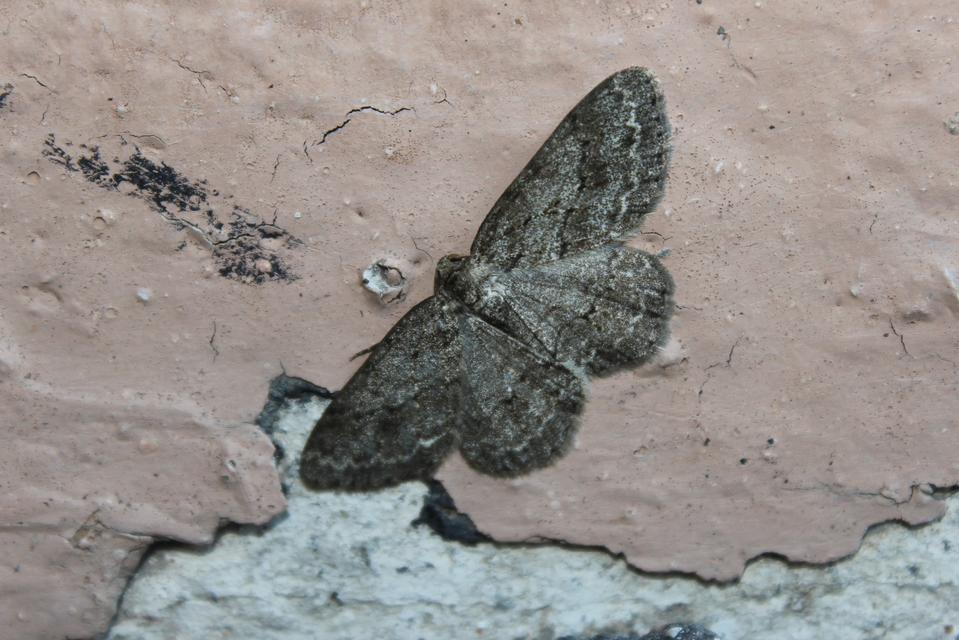 Ectropis crepuscularia - avararaszoló