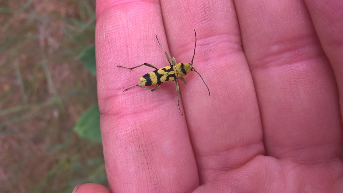 Chlorophorus varius - díszes darázscincér