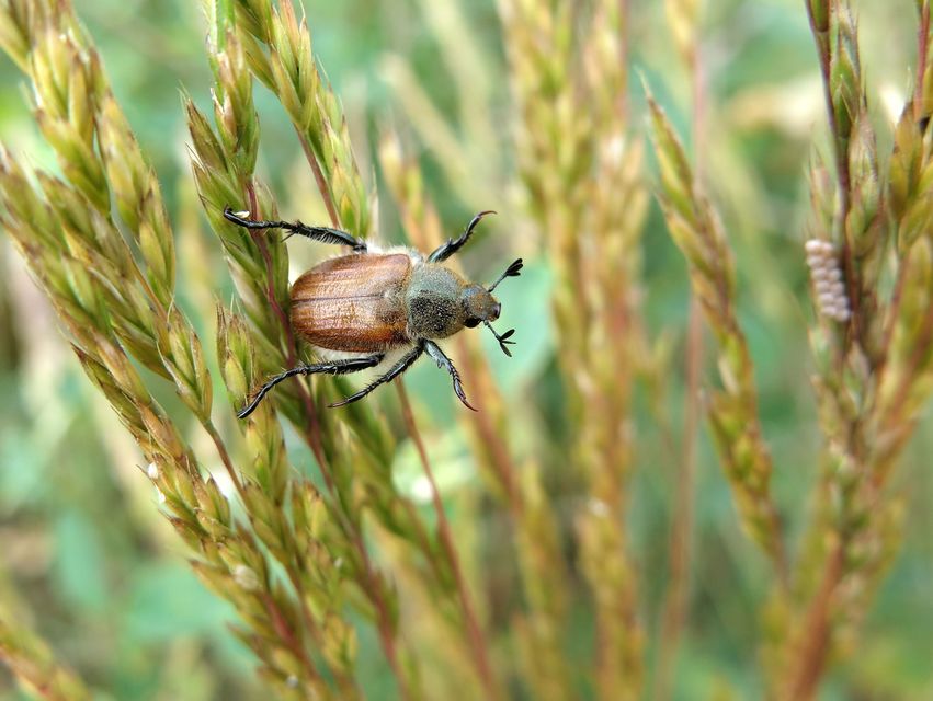 Chaetopteroplia segetum - rozsszipoly