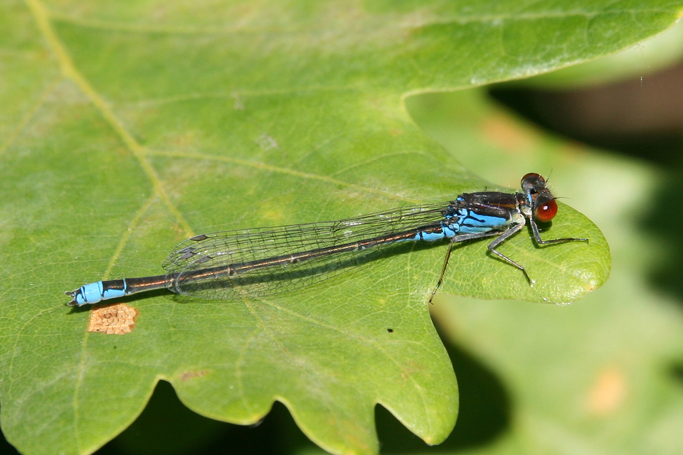 Erythromma viridulum - kis pirosszemű-légivadász