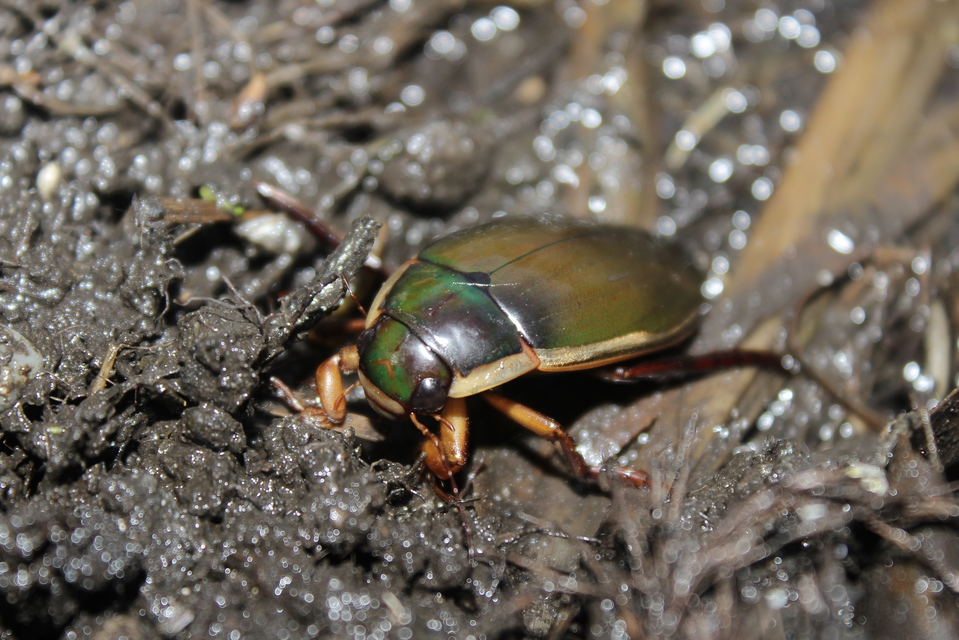 Dytiscus dimidiatus - tompacsípős csíkbogár