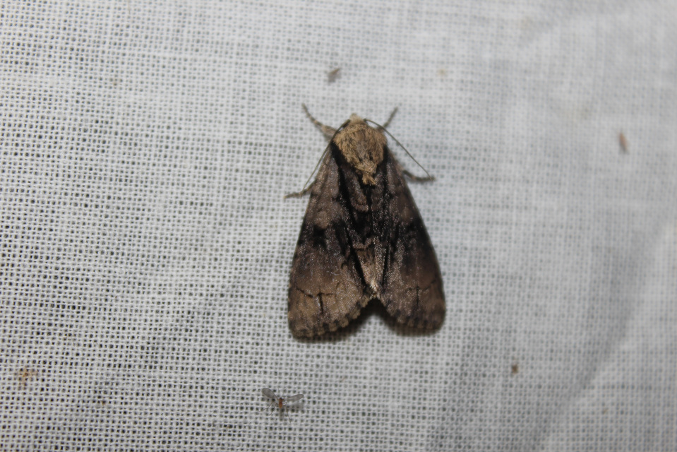 Acronicta alni - éger-szigonyosbagoly