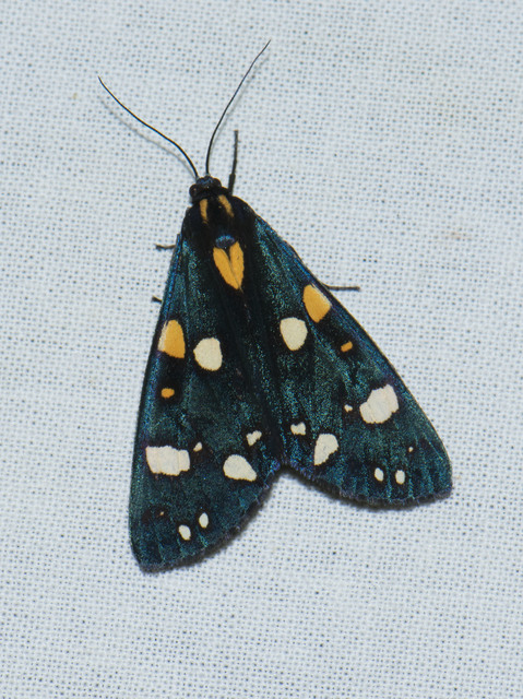 Callimorpha dominula - fémes medvelepke