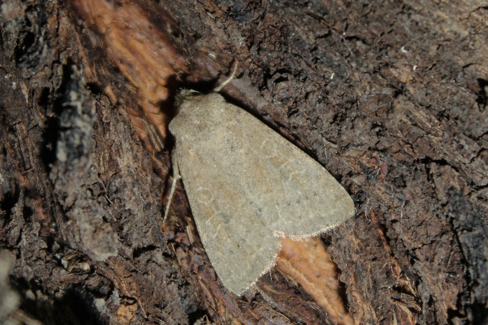 Parastichtis suspecta - sötét erdeibagoly