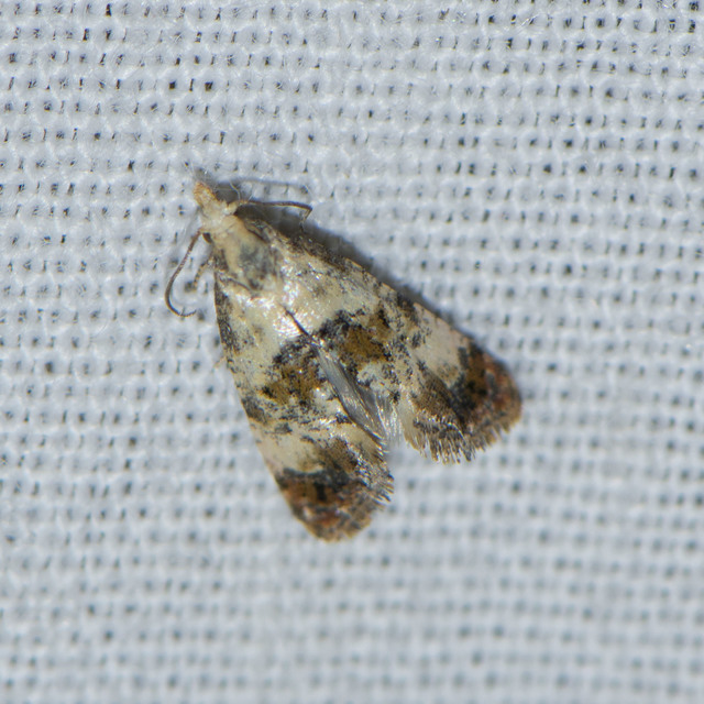 Cochylini