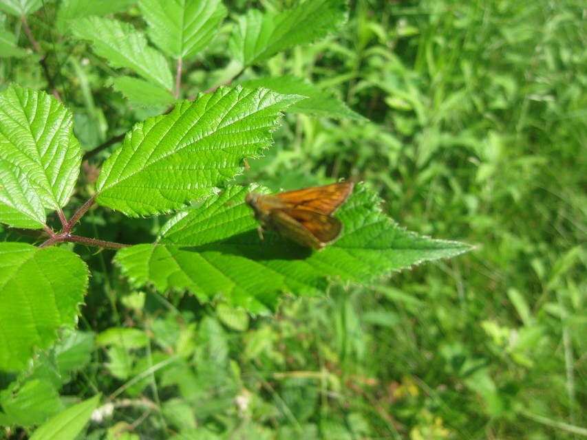 Ochlodes sylvanus - erdei busalepke
