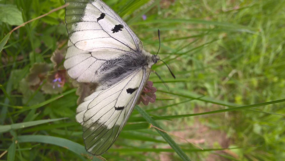 Parnassius mnemosyne - kis apollólepke