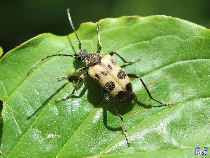 Pachytodes cerambyciformis - változékony virágcincér