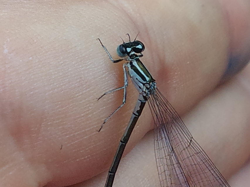 Coenagrion puella - azúrkék légivadász