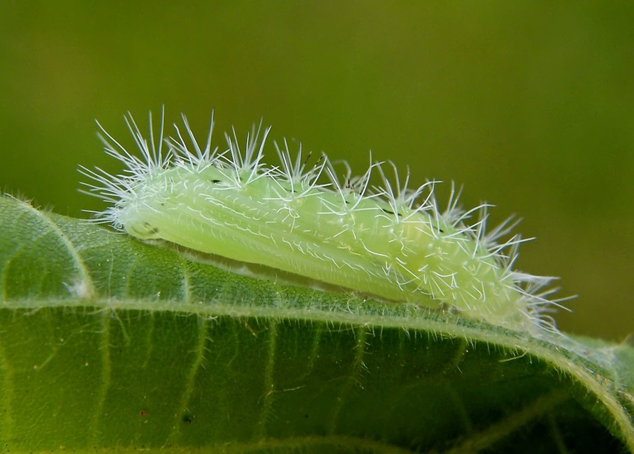 Pterophorus pentadactyla - fehér tollasmoly