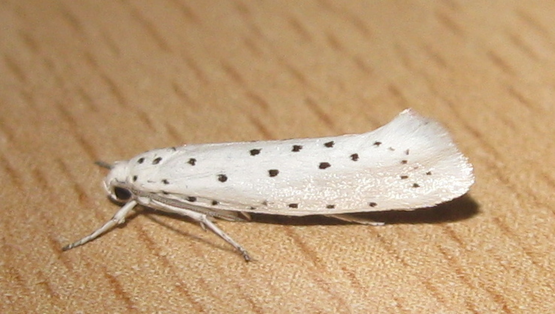 Yponomeuta