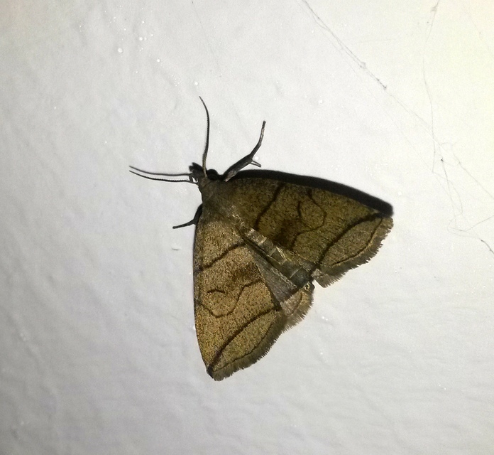Herminia grisealis - ligeti karcsúbagoly