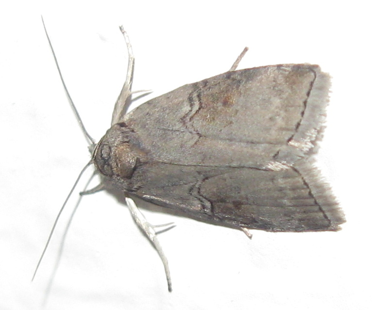 Nycteola asiatica - nyárfa-trapézbagoly