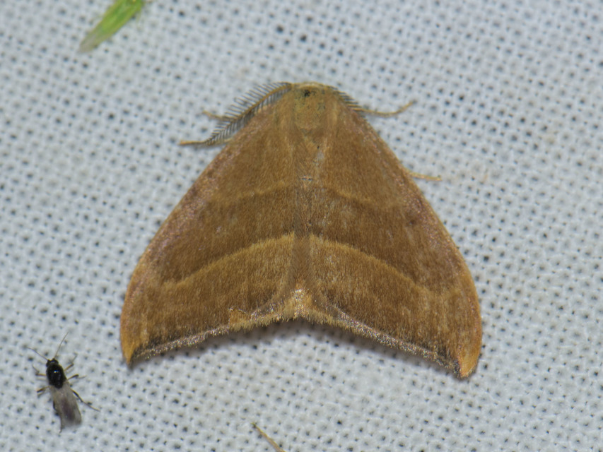 Watsonalla cultraria - bükkfa-sarlósszövő