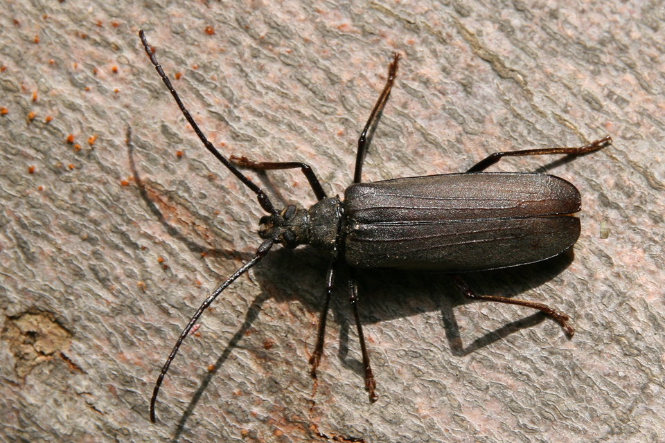 Aegosoma scabricorne - diófacincér