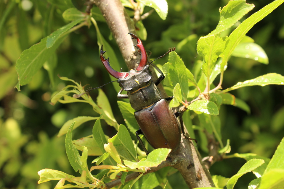 Lucanus cervus - nagy szarvasbogár