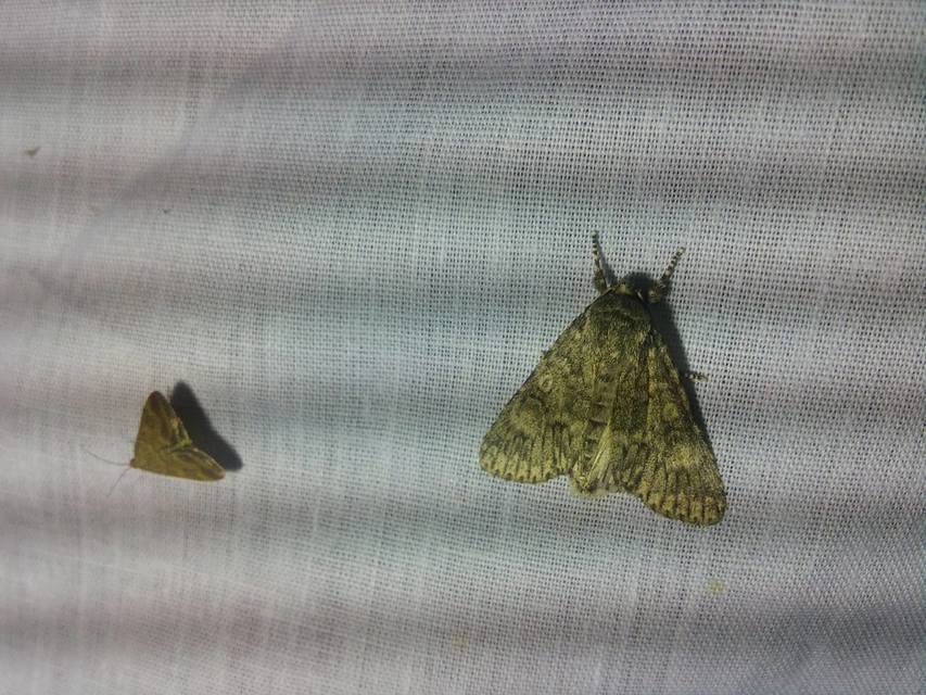 Acronicta megacephala - nagyfejű szigonyosbagoly