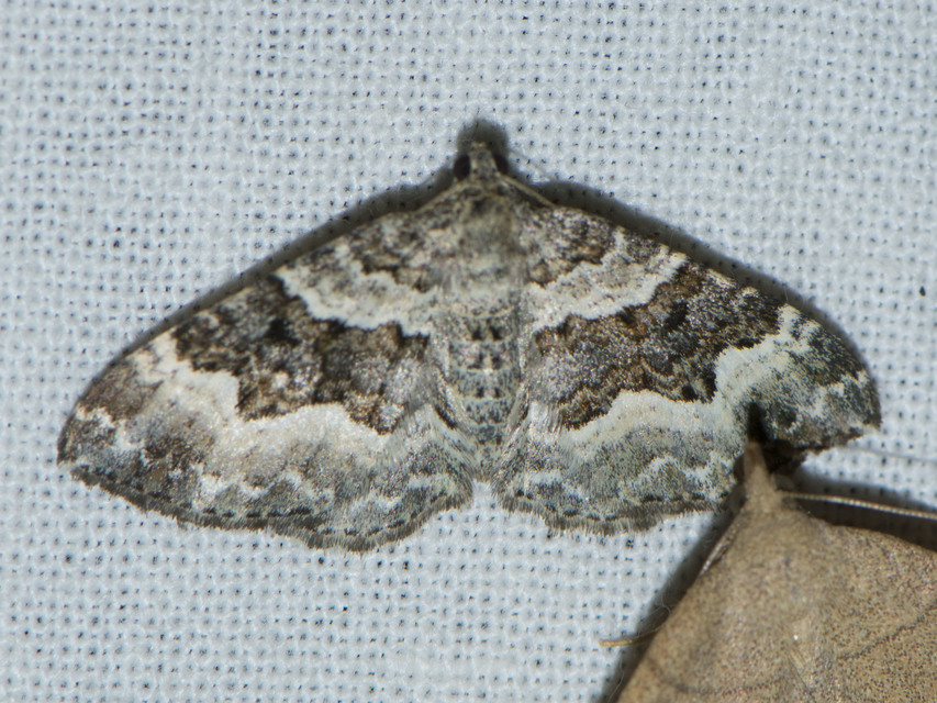 Epirrhoe alternata - galaj-tarkaaraszoló