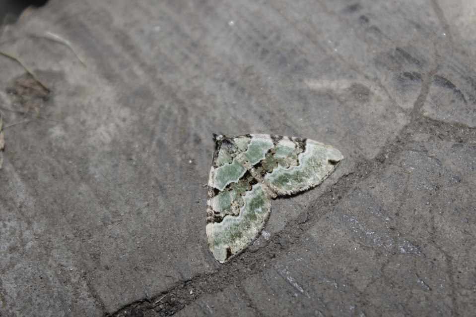 Colostygia pectinataria - zöld levélaraszoló