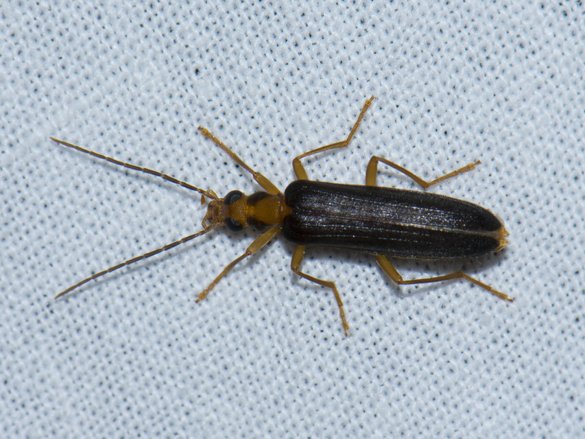 Nacerdes carniolica - karnóliai álcincér