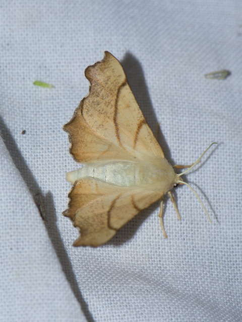 Ennomos quercinaria - tölgyfa-levélaraszoló
