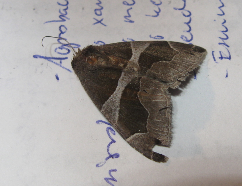 Dysgonia algira - déli porcelánbagoly