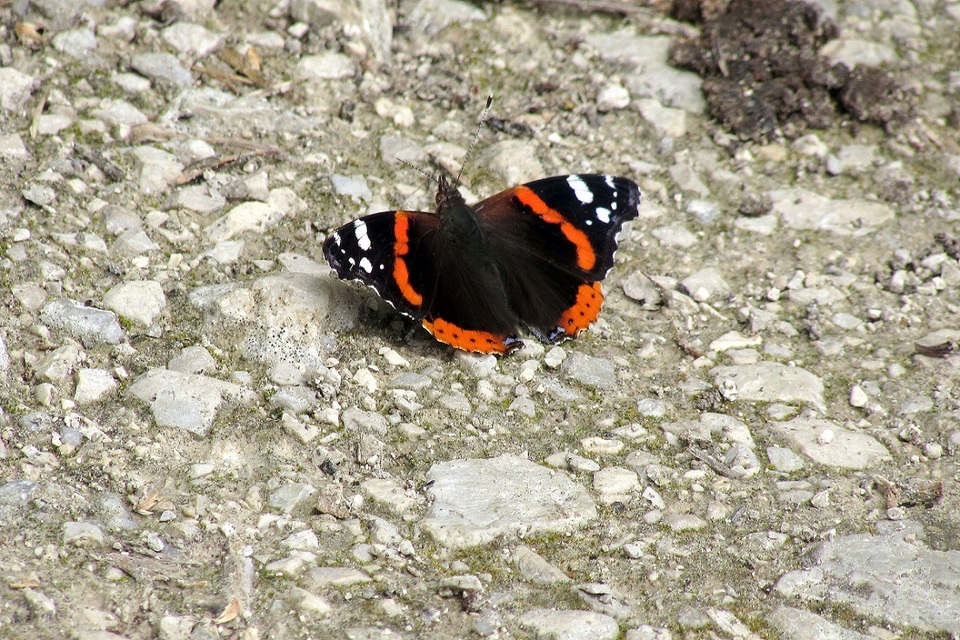 Vanessa atalanta - atalantalepke