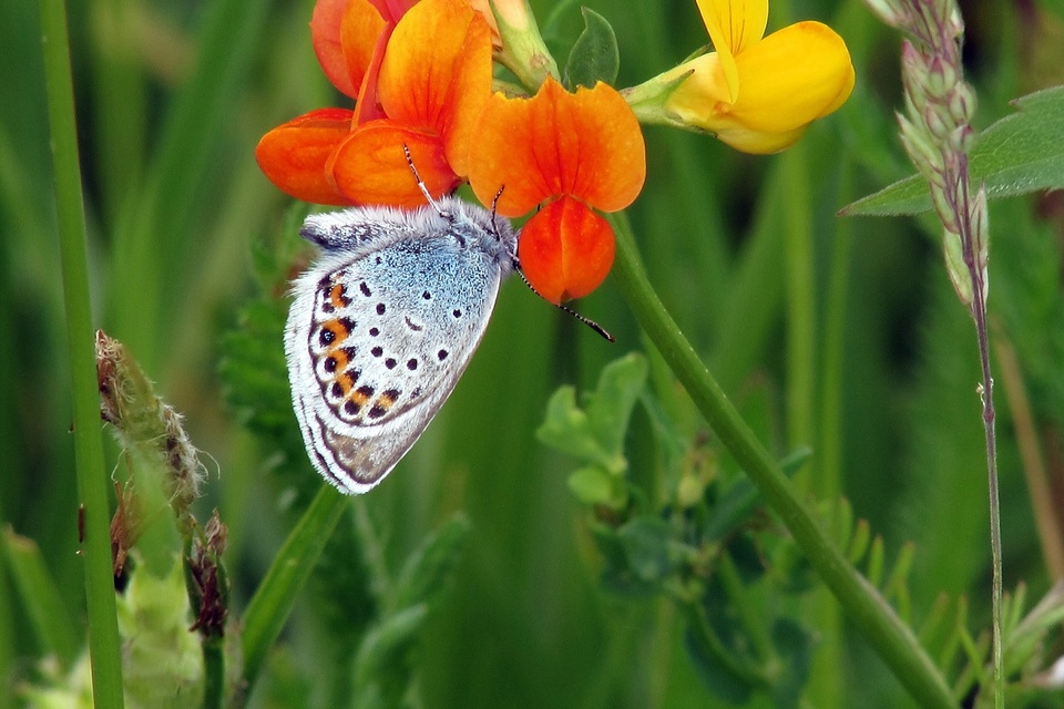 Plebejus argus - ezüstös boglárka