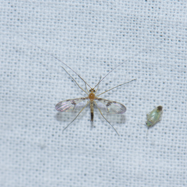 Macrocera Macrocera
