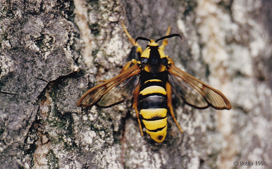 Sesia apiformis - darázslepke