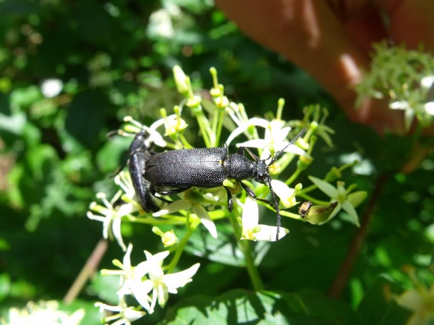 Stictoleptura scutellata - hegyi virágcincér