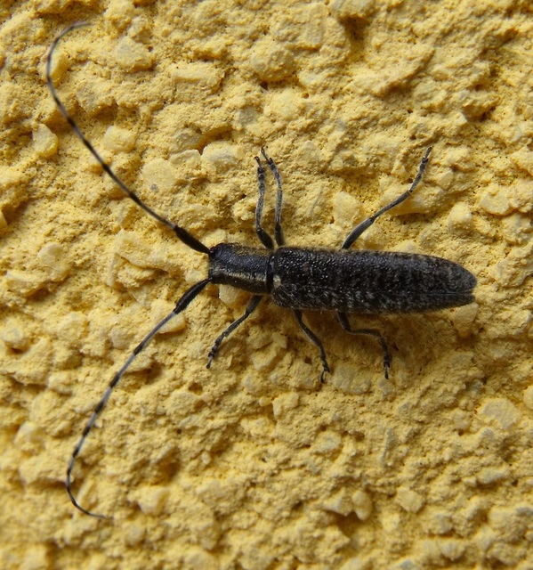 Agapanthia villosoviridescens - fehérgyűrűs bogáncscincér