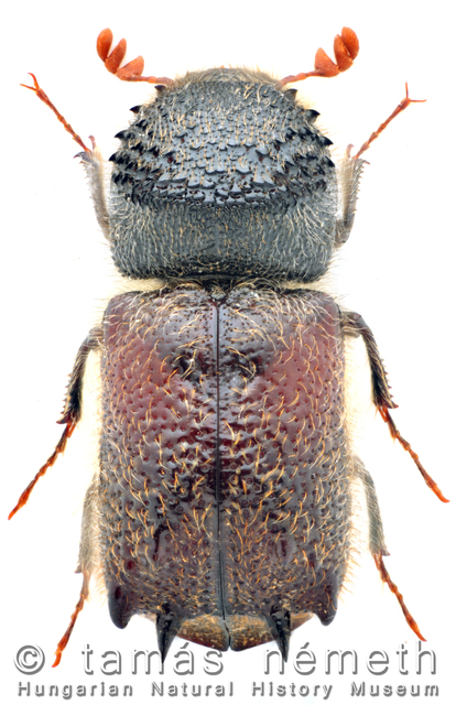 Sinoxylon muricatum - hatfogú csuklyásszú