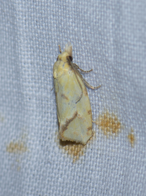 Agapeta hamana - közönséges sárgamoly