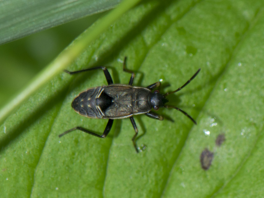 Rhyparochromus