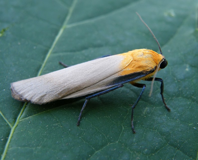 Lithosia quadra - négypettyes zuzmószövő