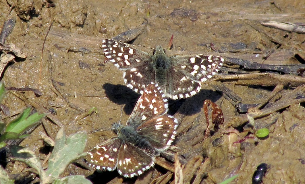 Pyrgus malvae - kis busalepke