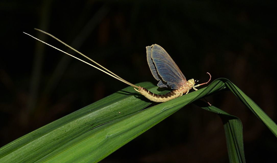 Palingenia longicauda - tiszavirág