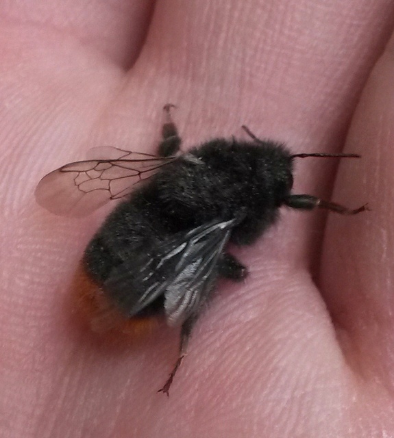 Bombus lapidarius - kövi poszméh
