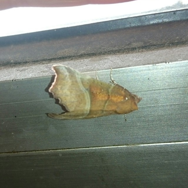 Scoliopteryx libatrix - vörös csipkésbagoly