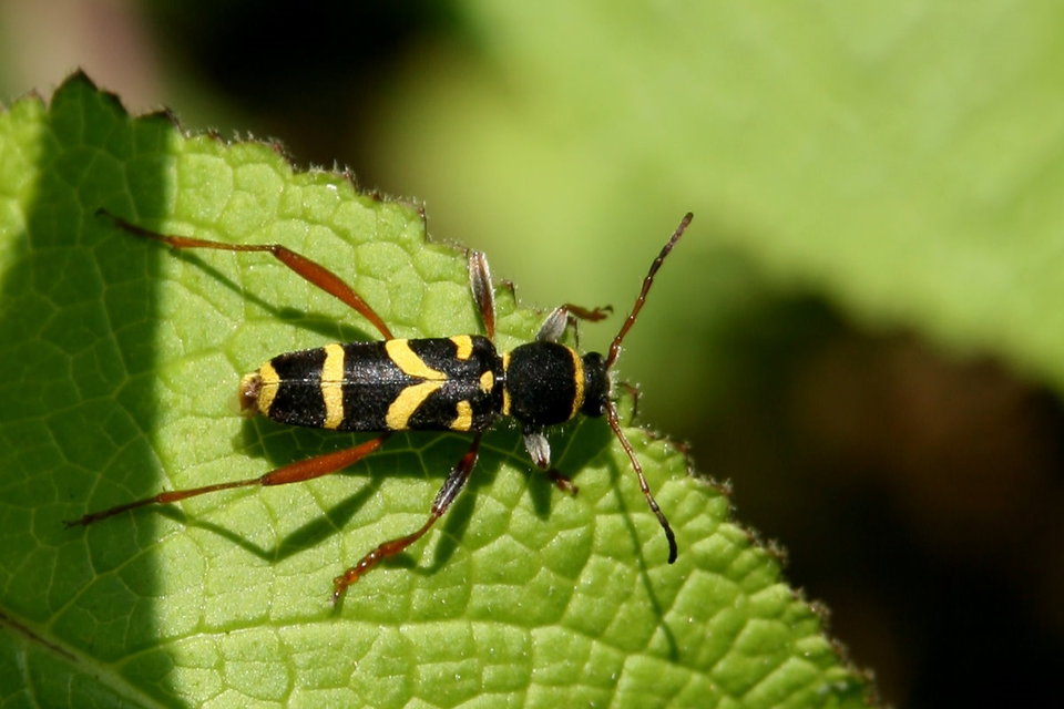 Clytus arietis - közönséges darázscincér