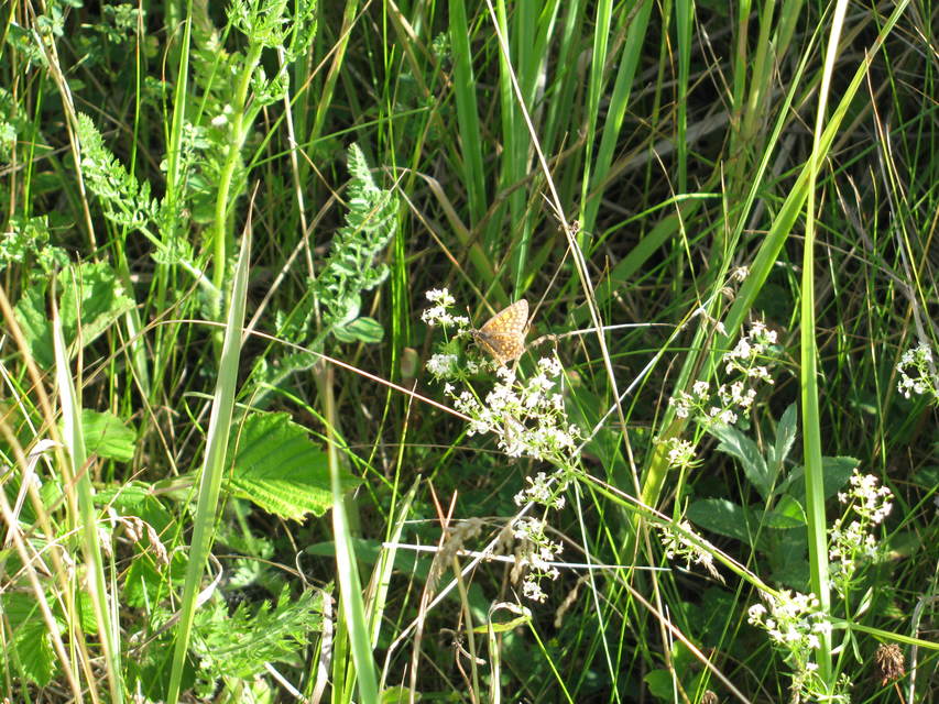 Melitaea athalia/aurelia/britomartis