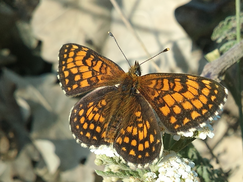 Melitaea athalia - közönséges tarkalepke