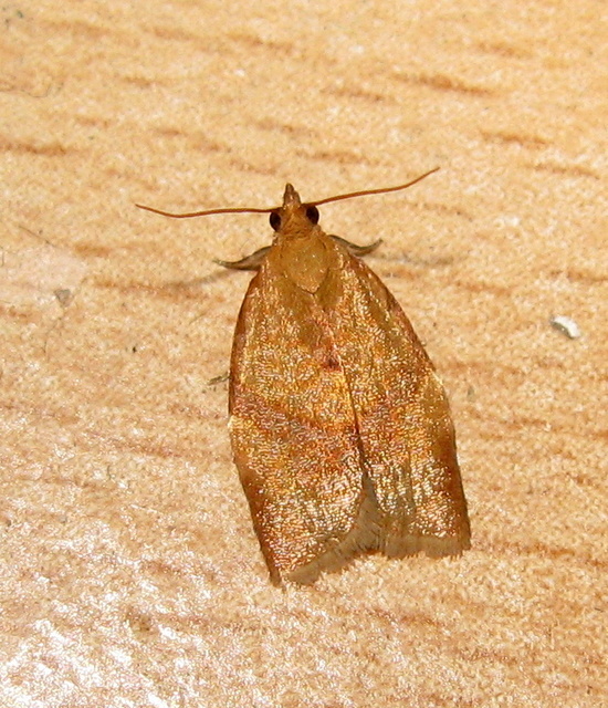 Tortricinae